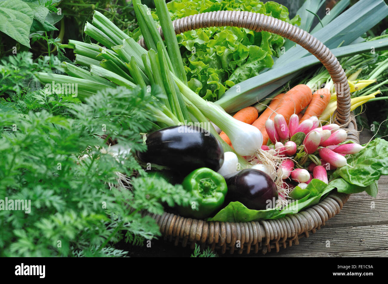 Cesta piena con verdure fresche dal giardino Foto Stock
