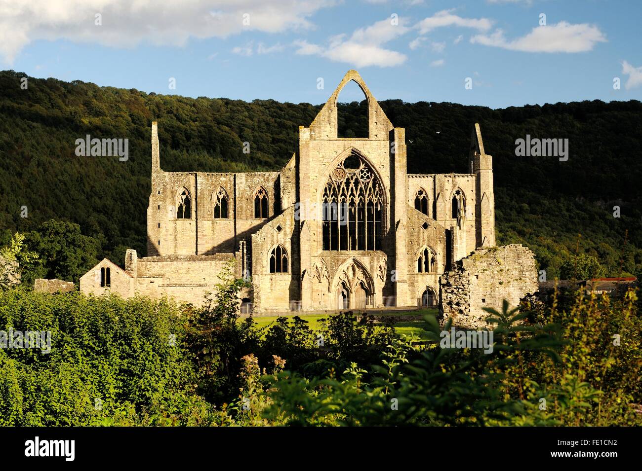 Tintern Abbey nella valle del Wye, Monmouthshire, Wales, Regno Unito. Cistercensi monastero cristiano fondato 1131. Serata estiva sunshine Foto Stock