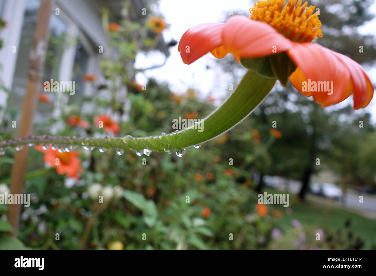 Le gocce di pioggia sullo stelo di un messicano Il Girasole (rosso) Torcia Foto Stock