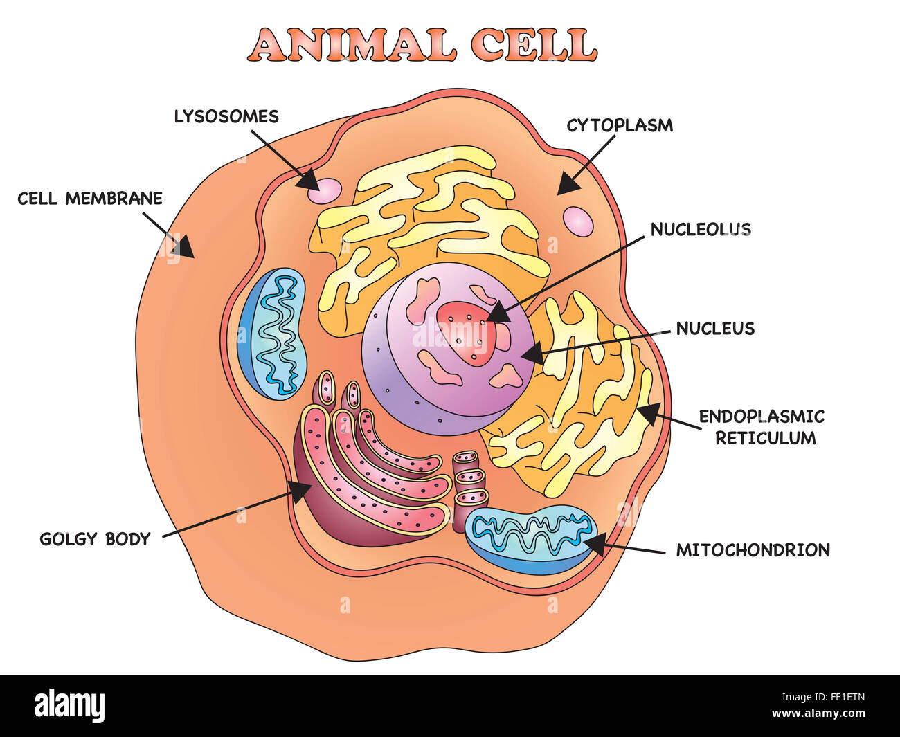 Cellula animale immagini e fotografie stock ad alta risoluzione - Alamy