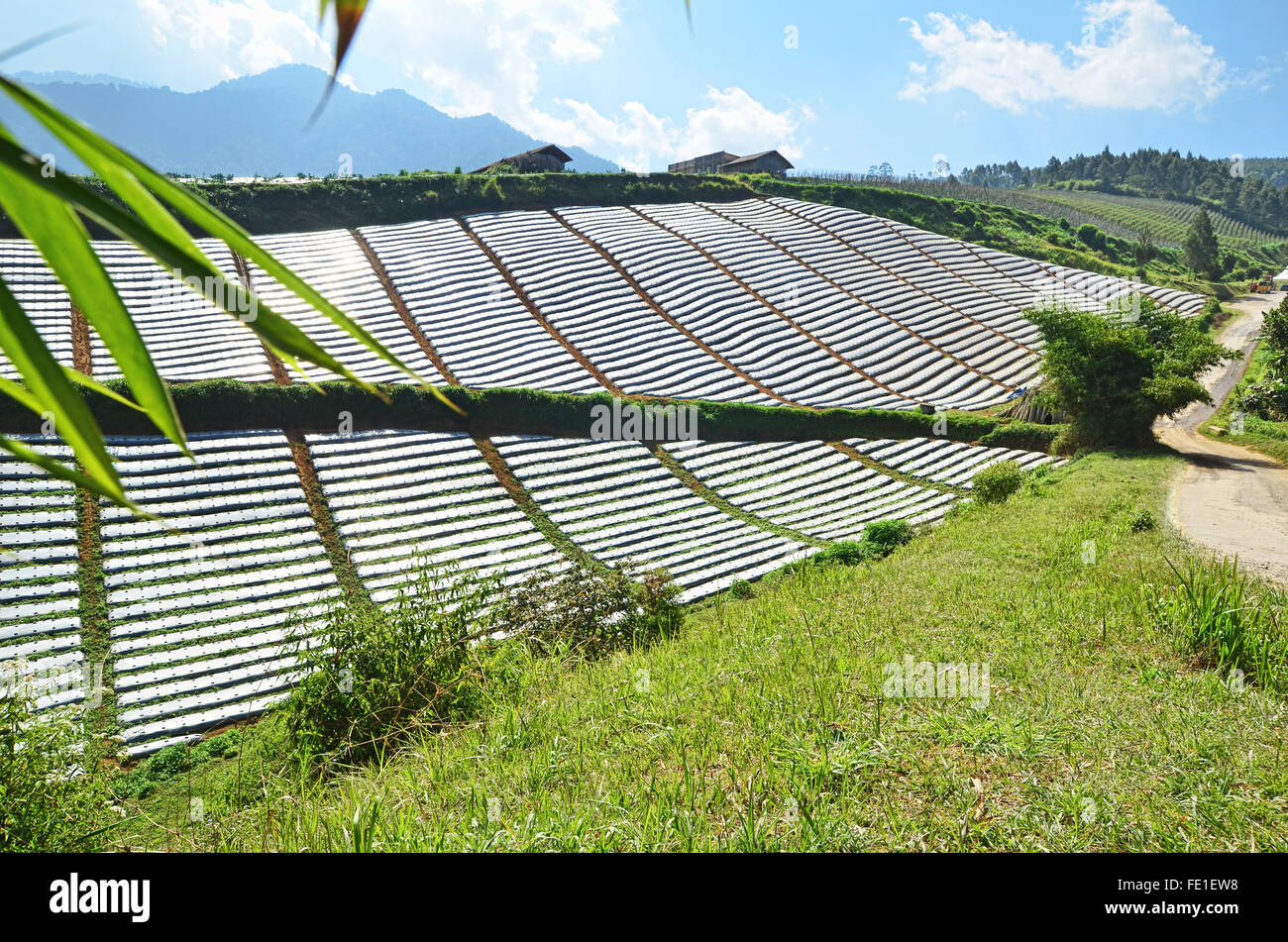 La piantagione di Strawberry Hill in Lembang, Bandung Foto Stock