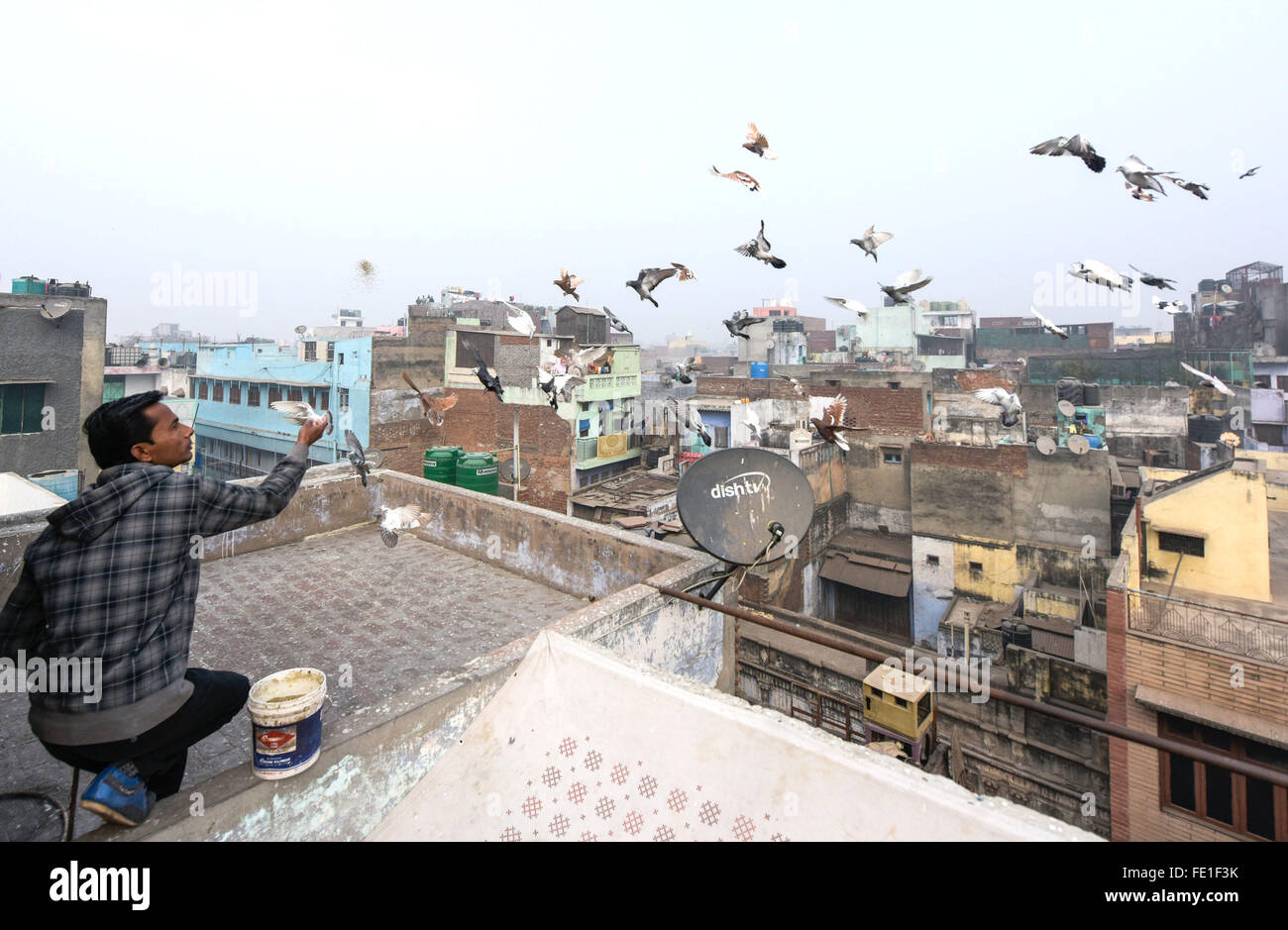 New Delhi, India. 26 gen, 2016. Piccioni volare indietro per il tetto di un edificio sotto il controllo vocale di Mohamed Abid, un 'Kabutarbaz' o pigeon trainer, nella Vecchia Delhi, India, a gennaio 26, 2016. Kabutarbazi, il che significa che la formazione di piccione, è una delle attività più popolari con una storia di centinaia di anni nel nord dell India e Pakistan. Nella Vecchia Delhi, alcune centinaia di persone ancora mantenere questo hobby oggi. © Bi Xiaoyang/Xinhua/Alamy Live News Foto Stock