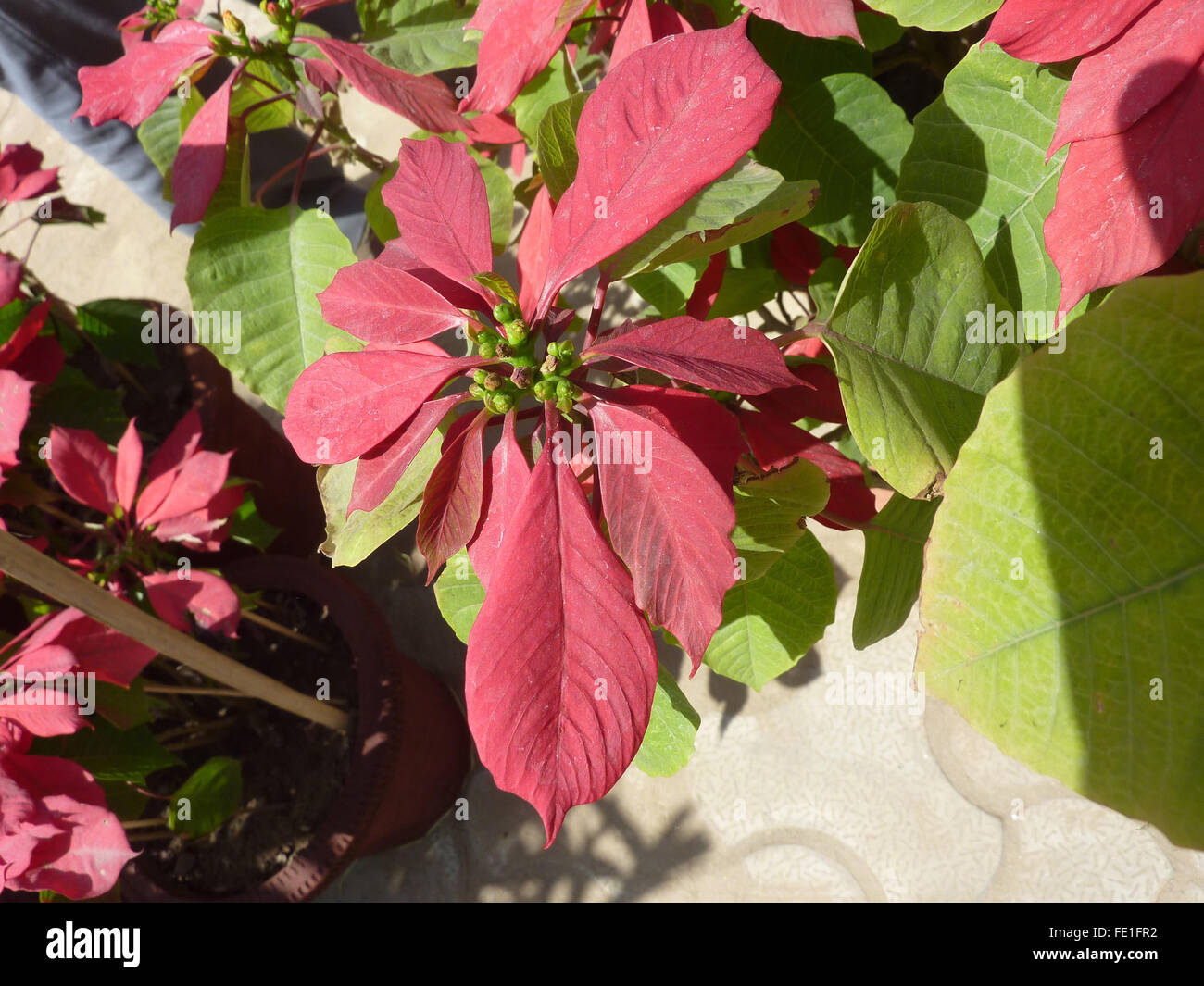 Euphorbia pulcherrima, Poinsettia, arbustive ornamentali con rosso  superiore foglie giallo circostante cyathia, popolare impianto di Natale  Foto stock - Alamy