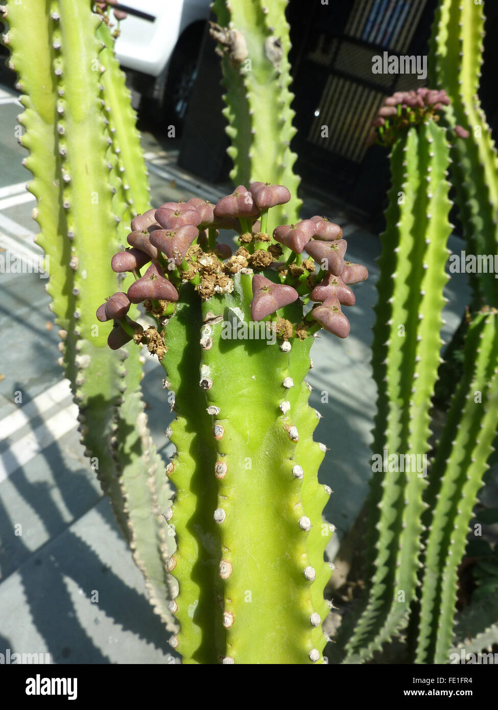 Euphorbia royleana con 5-7 cactus angolato come steli con spine lungo angoli, cucchiaio grande a forma di foglie di piante Himalayano Foto Stock