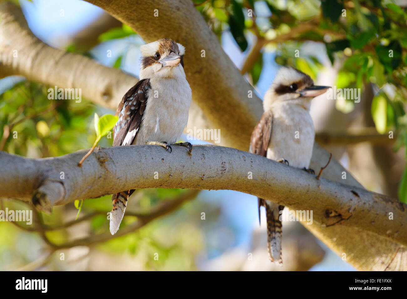 Kookaburra, bird -- Australian ridere kookaburra. Foto Stock