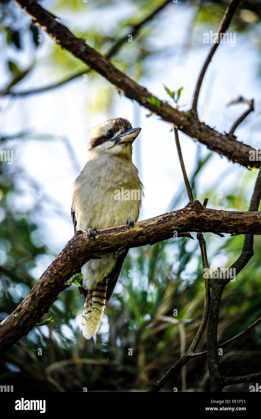 Kookaburra, bird -- Australian ridere kookaburra. Foto Stock