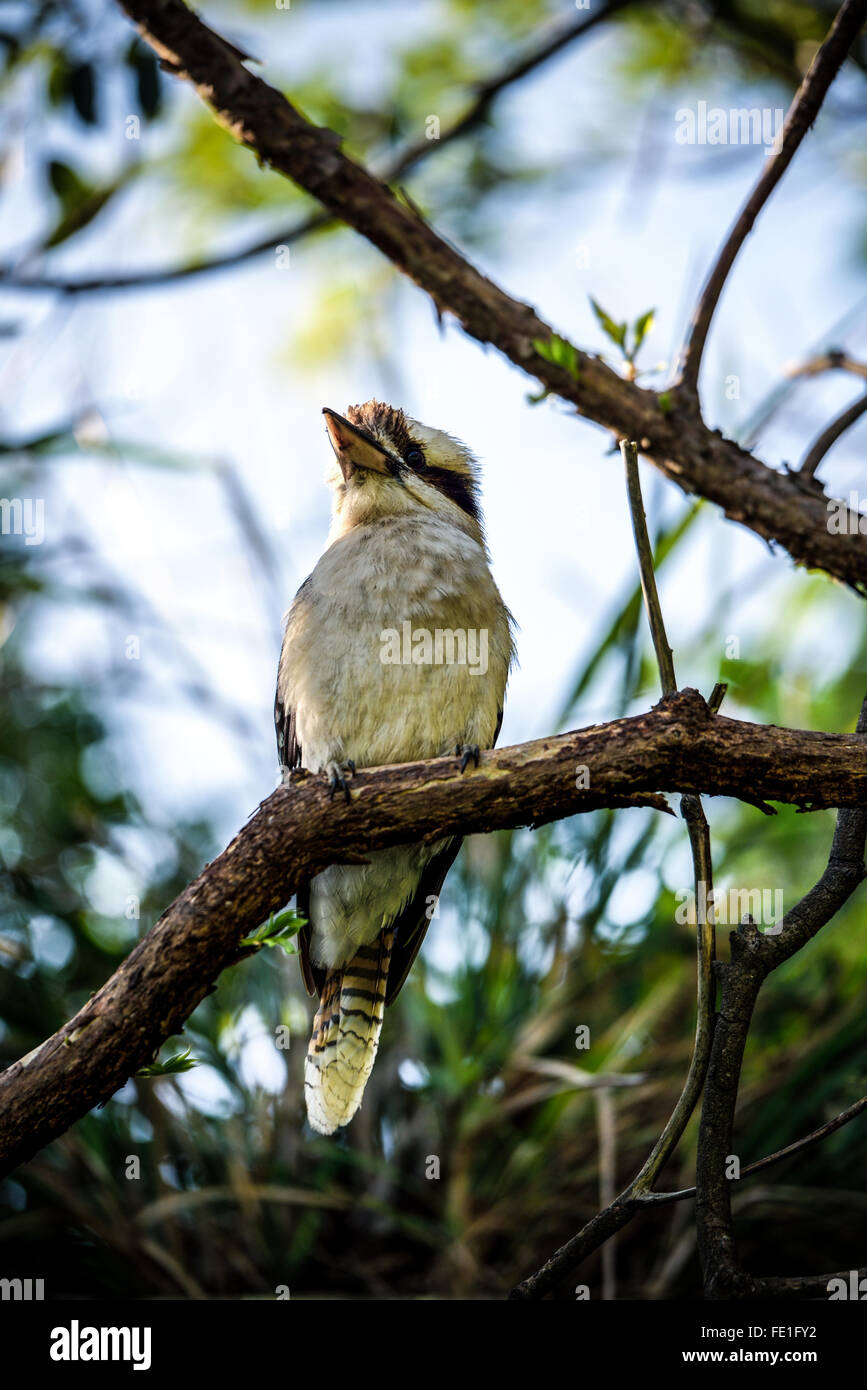 Kookaburra, bird -- Australian ridere kookaburra. Foto Stock