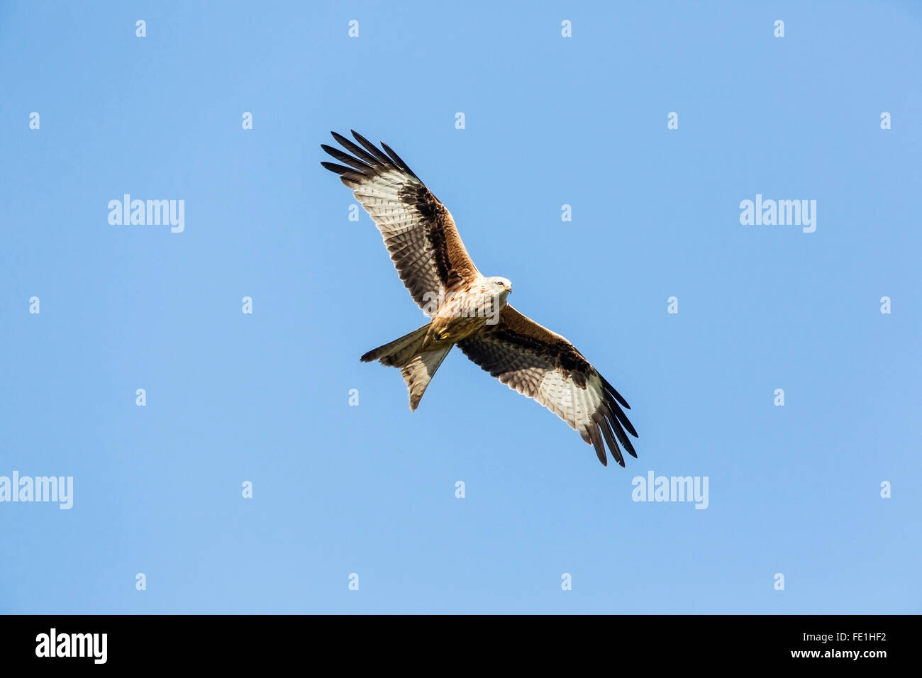 Nibbio reale (Milvus milvus) capretti svettanti contro il cielo blu, England, Regno Unito Foto Stock