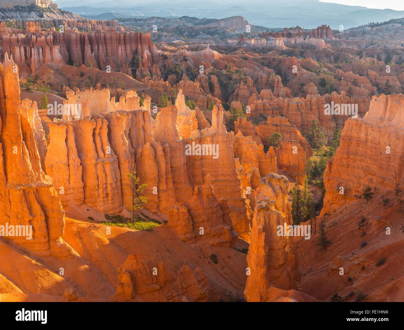 Parco Nazionale di Bryce Canyon, UT: sole di mattina nel Bryce anfiteatro la retroilluminazione hoodoos e pinnacoli di arenaria Foto Stock