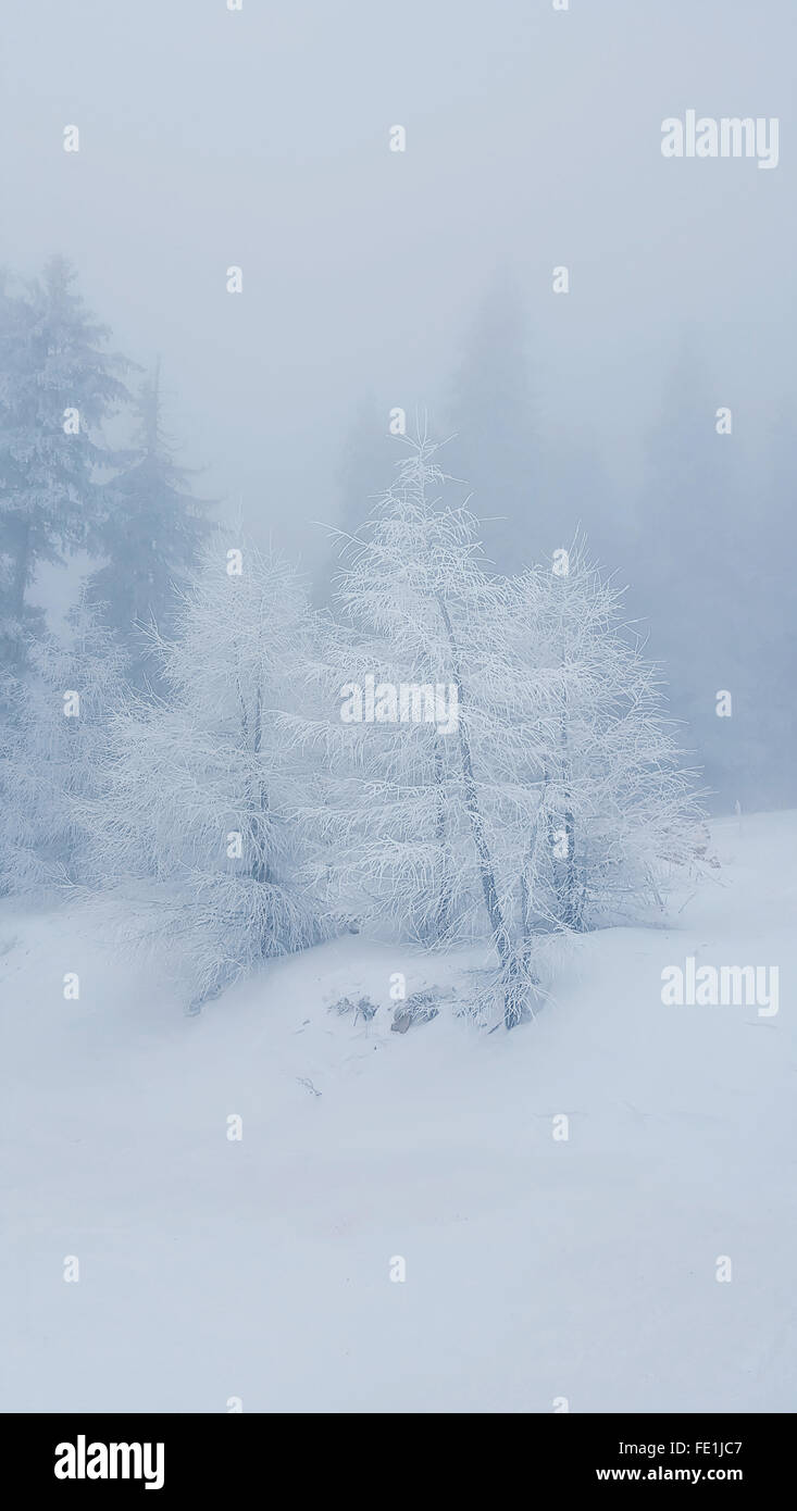 Inverno mattinata nebbiosa con alberi congelati. Bella bianco sullo sfondo innevato Foto Stock