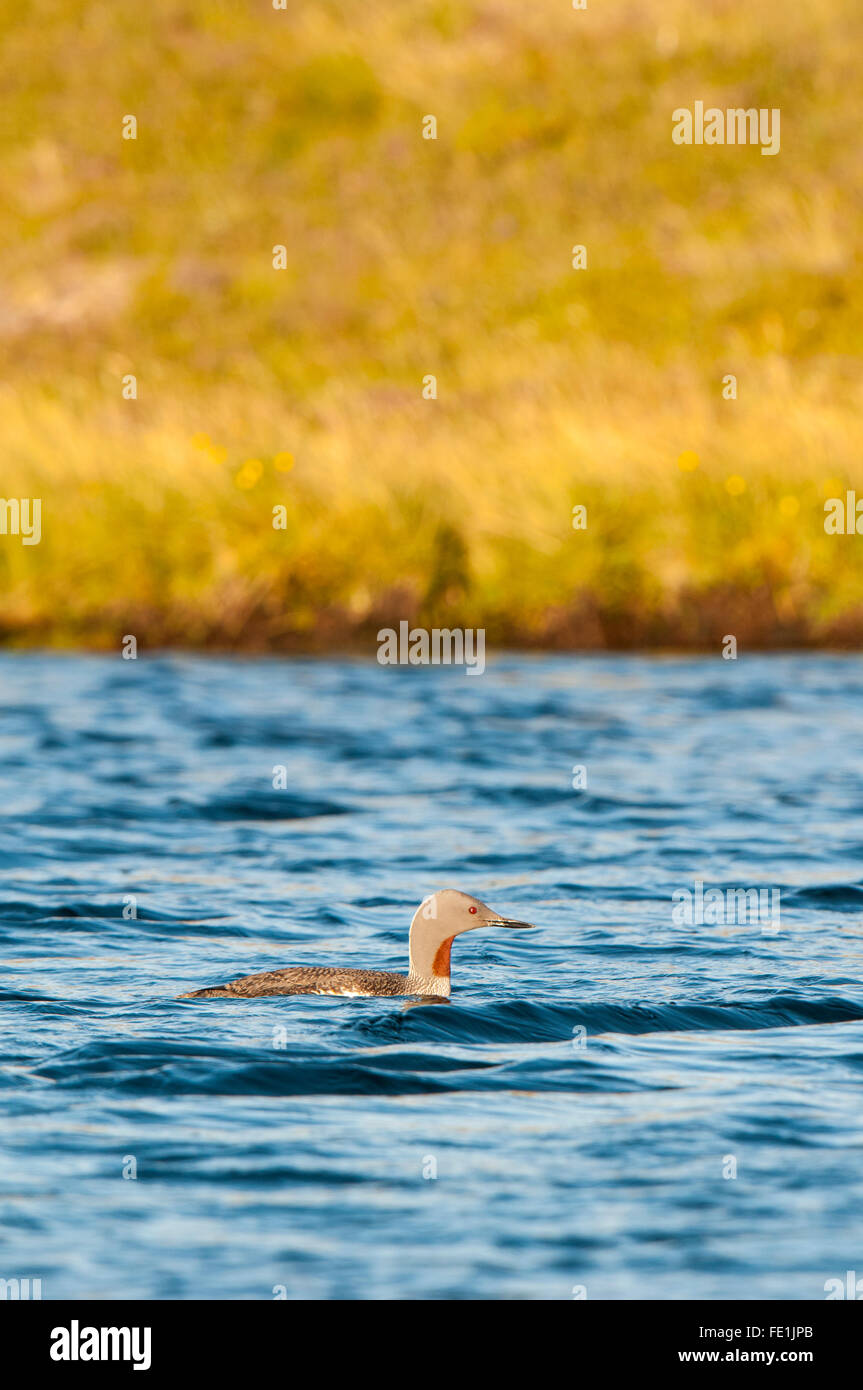 Rosso-throated diver (Gavia stellata), adulto in allevamento piumaggio sul Loch na Lerig sopra Blairmore, Sutherland, Scozia. Agosto. Foto Stock
