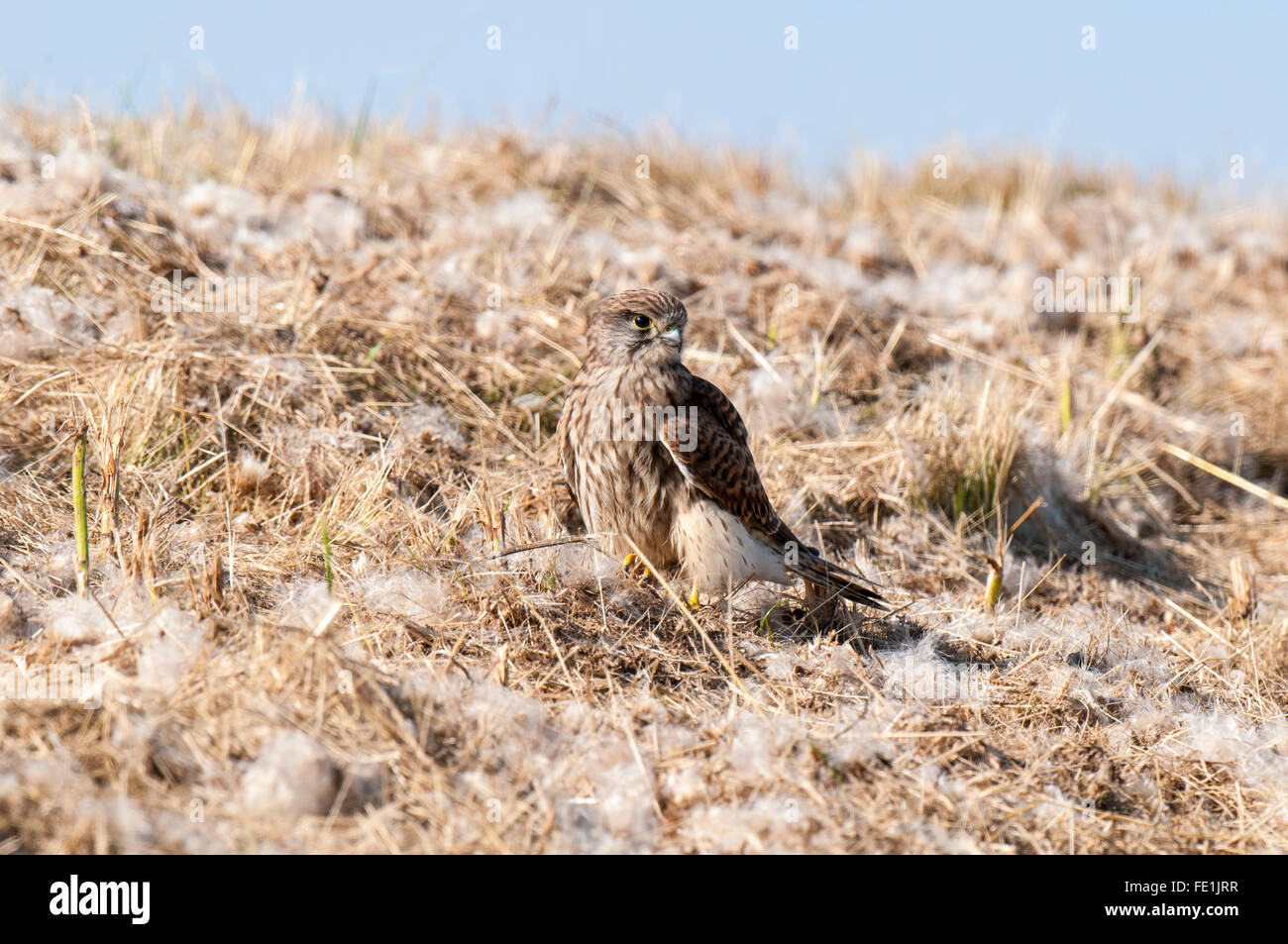 Il Gheppio (Falco tinnunculus) arroccato su una banca erbosa coperti in paglia e soffici semi sul Isle of Sheppey, Kent. Settembre. Foto Stock