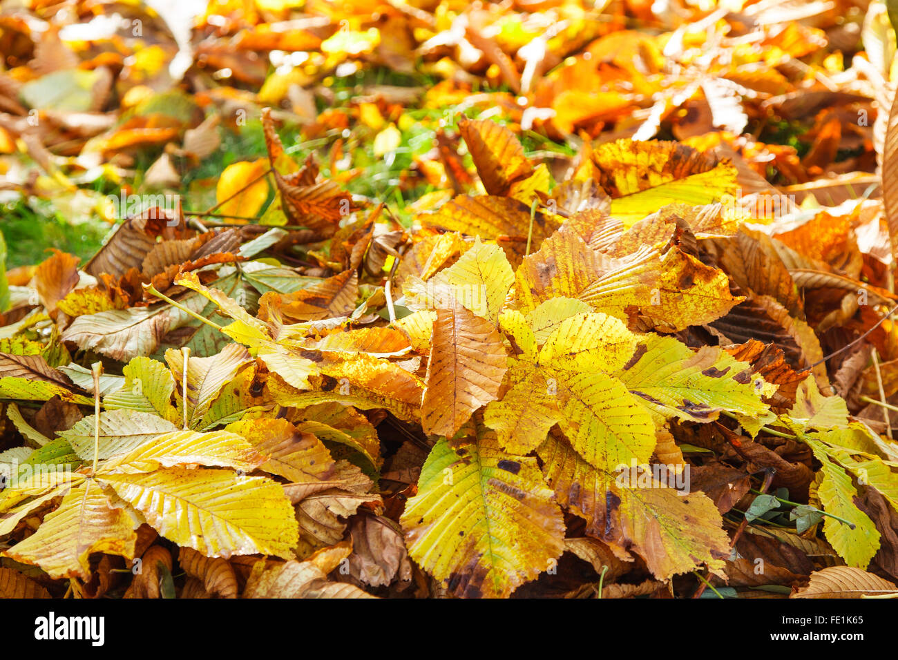 Pila di caduta foglie di castagno Foto Stock