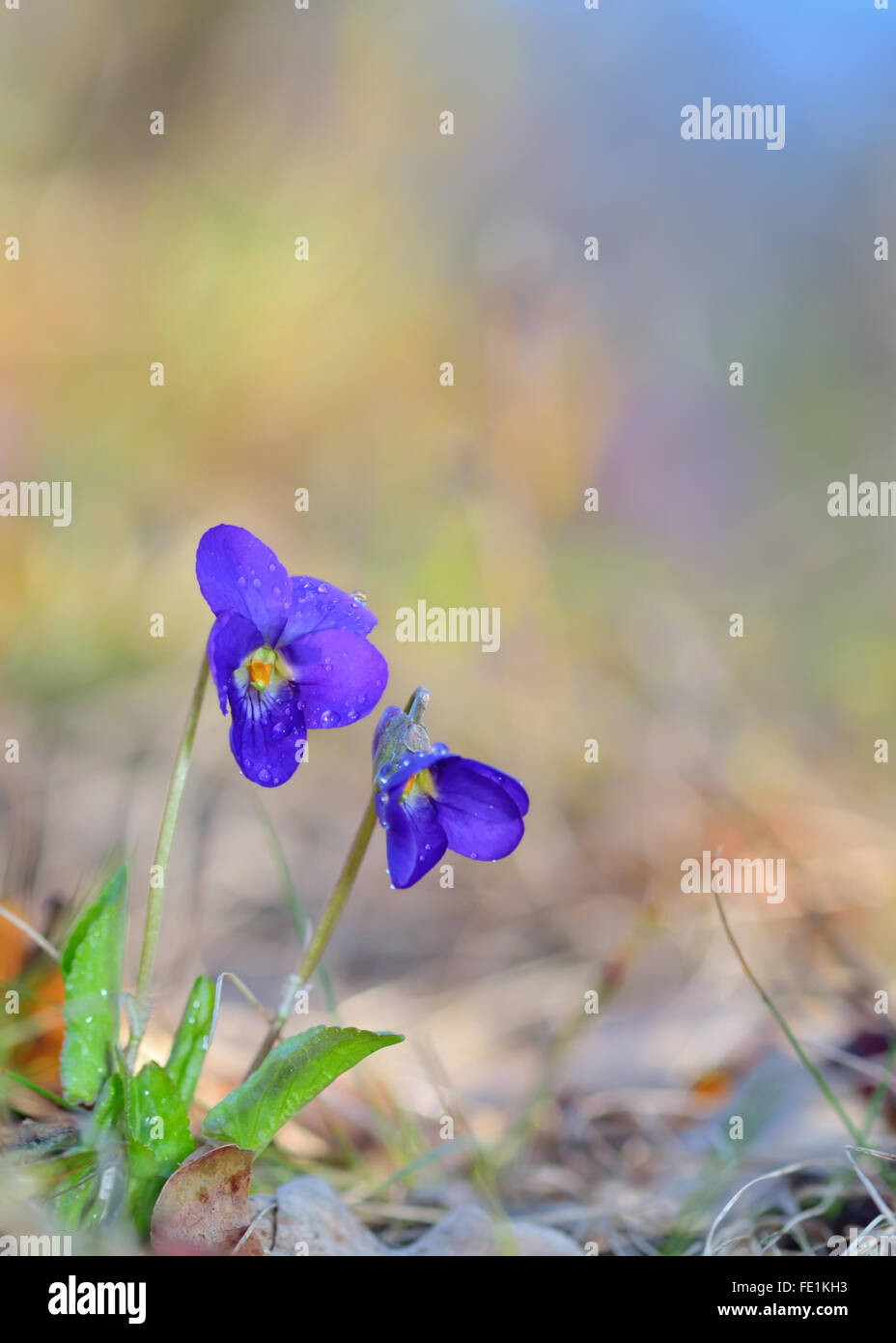 Viola odorata fiori che fioriscono in primavera prato Foto Stock