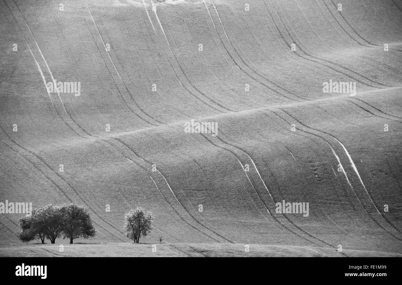 Repubblica Ceca Moravia colline. L' agricoltura . Terreni coltivabili in primavera. Foto Stock