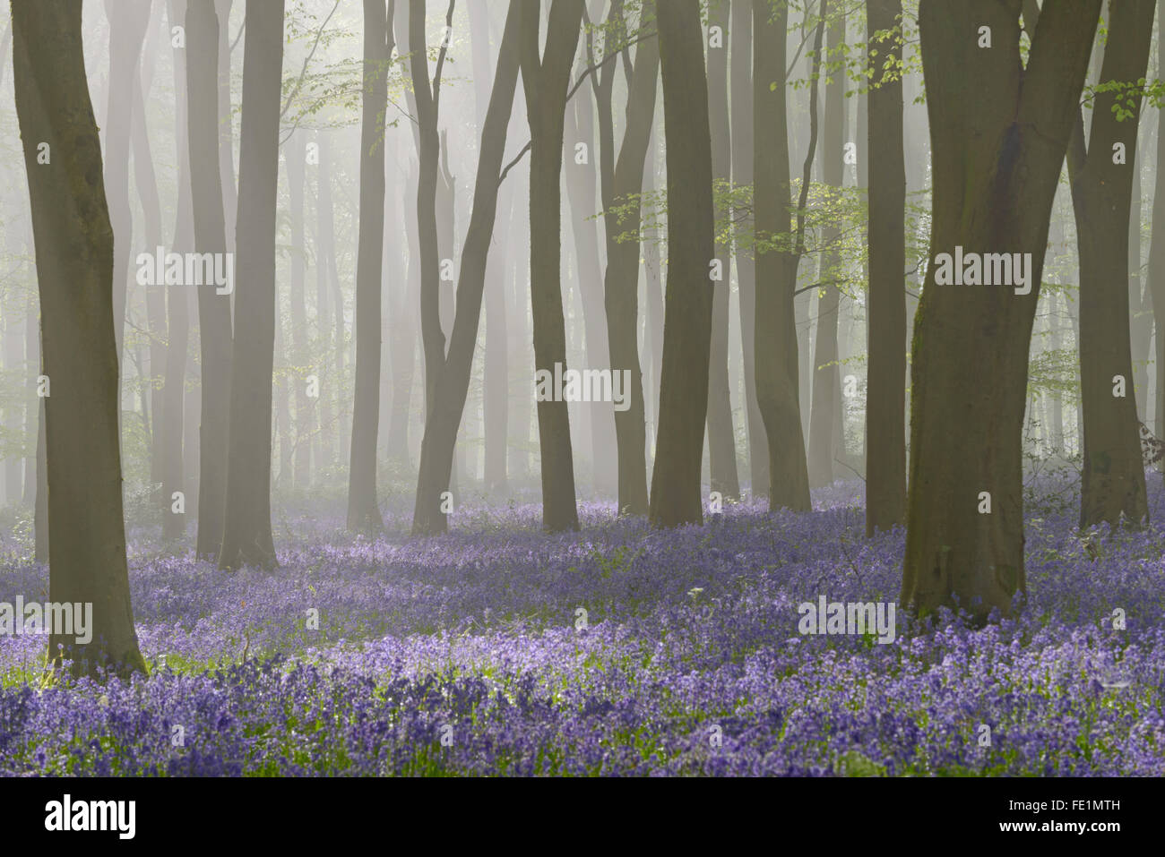 Boschi pieni di bluebells in una nebbiosa mattina di primavera nei pressi di Micheldever in Hampshire. Foto Stock