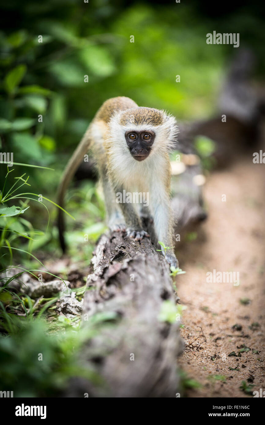 Vervet Monkey, Liwonde National Park, Malawi, Africa Foto Stock