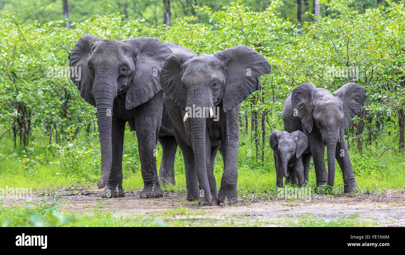 Elefante, Liwonde National Park, Malawi, Africa Foto Stock