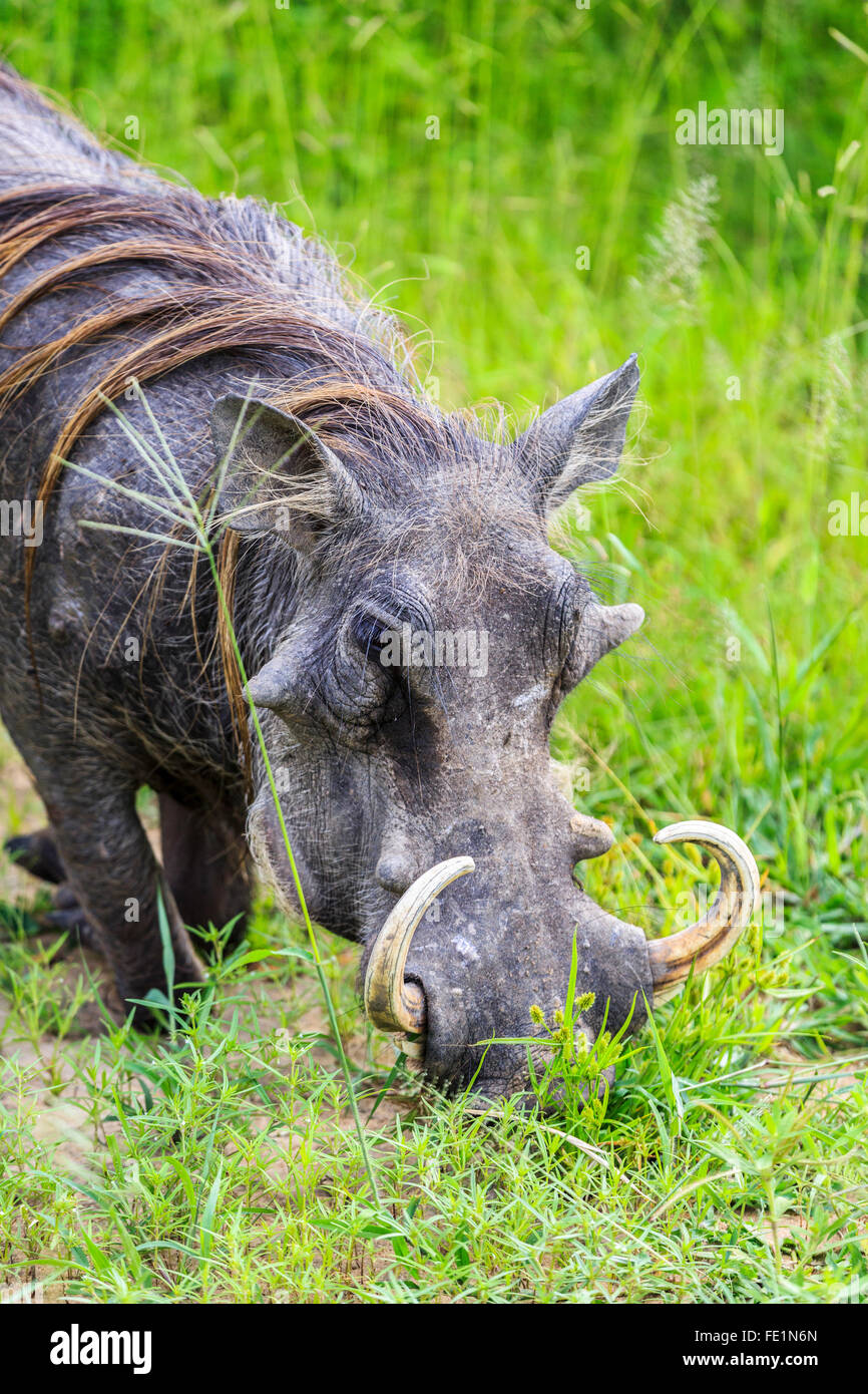 Warthog, Liwonde National Park, Malawi, Africa Foto Stock