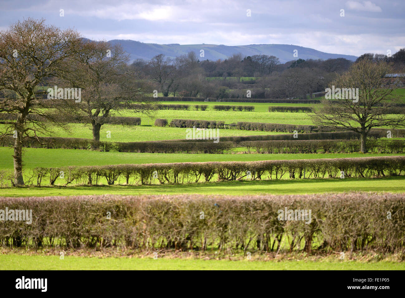 Siepi dividere il pascolo paddock vicino a Lewes, East Sussex, Regno Unito, con il South Downs National Park in background UK. Foto Stock