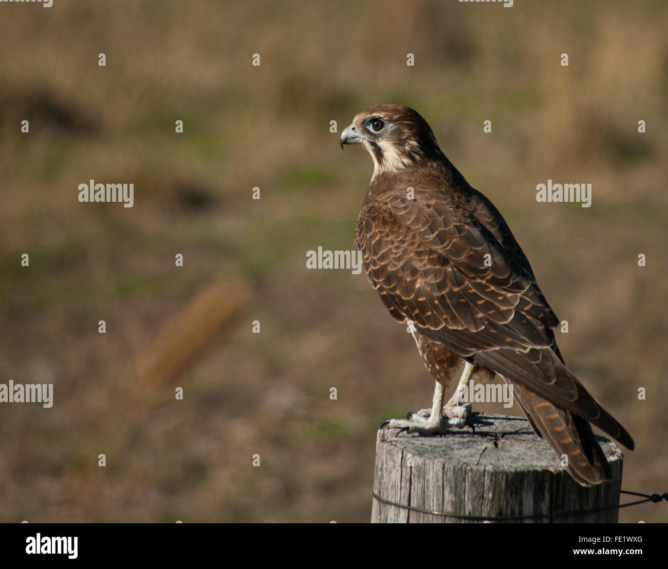Australian brown falcon Foto Stock