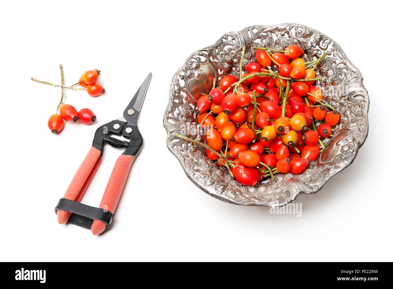 Fioraio al lavoro: Come rendere corona porta con rosa canina, biancospino e rowan berry. Passo dopo passo, tutorial isolato su bianco. Foto Stock