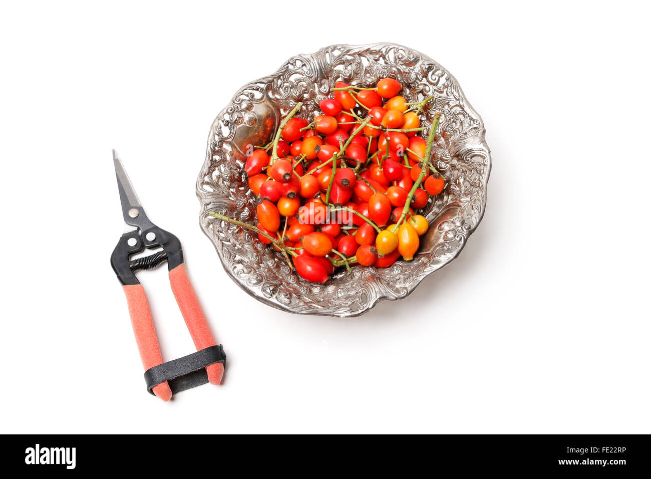 Fioraio al lavoro: Come rendere corona porta con rosa canina, biancospino e rowan berry. Passo dopo passo, tutorial isolato su bianco. Foto Stock