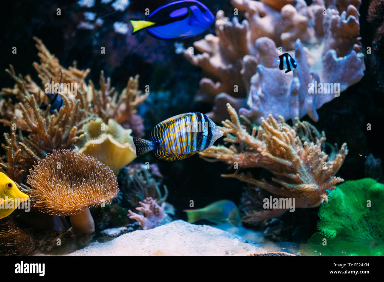 Piacevole colorato mondo sottomarino di pesci e coralli in acquario. Esotici abitanti multicolore di wild ocean mare natura Foto Stock
