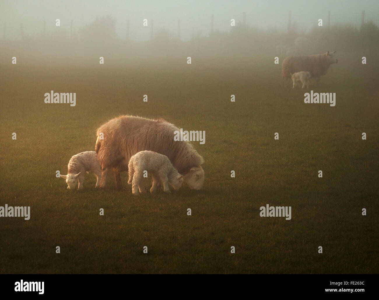 Pecora con 2 agnelli in morbida luce del sole di nebbia nel Galles Occidentale Foto Stock