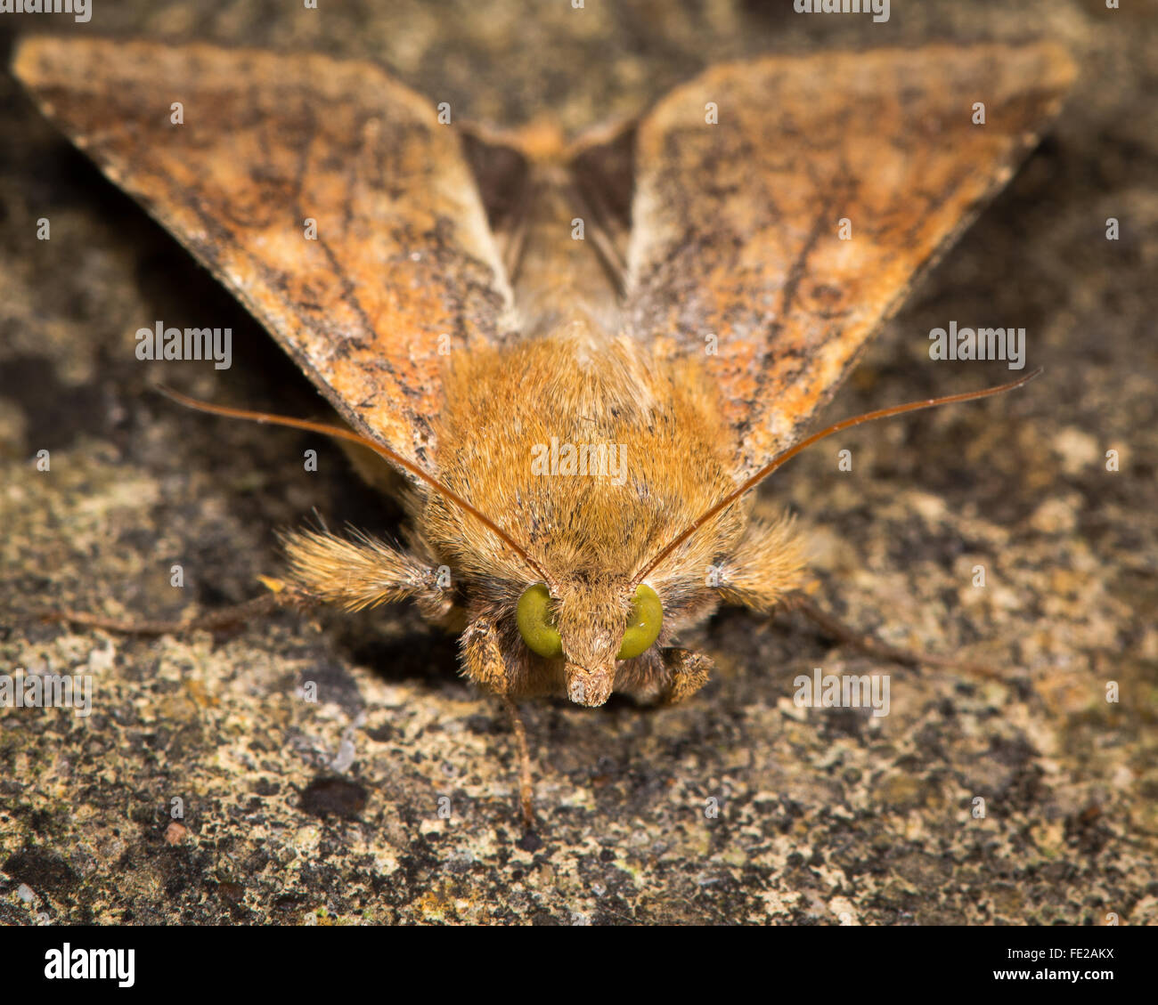 Scarsa confina la paglia (Helicoverpa armigera) moth. Un migratori autunnali moth nella famiglia Noctuidae, visto che mostra gli occhi gialli Foto Stock