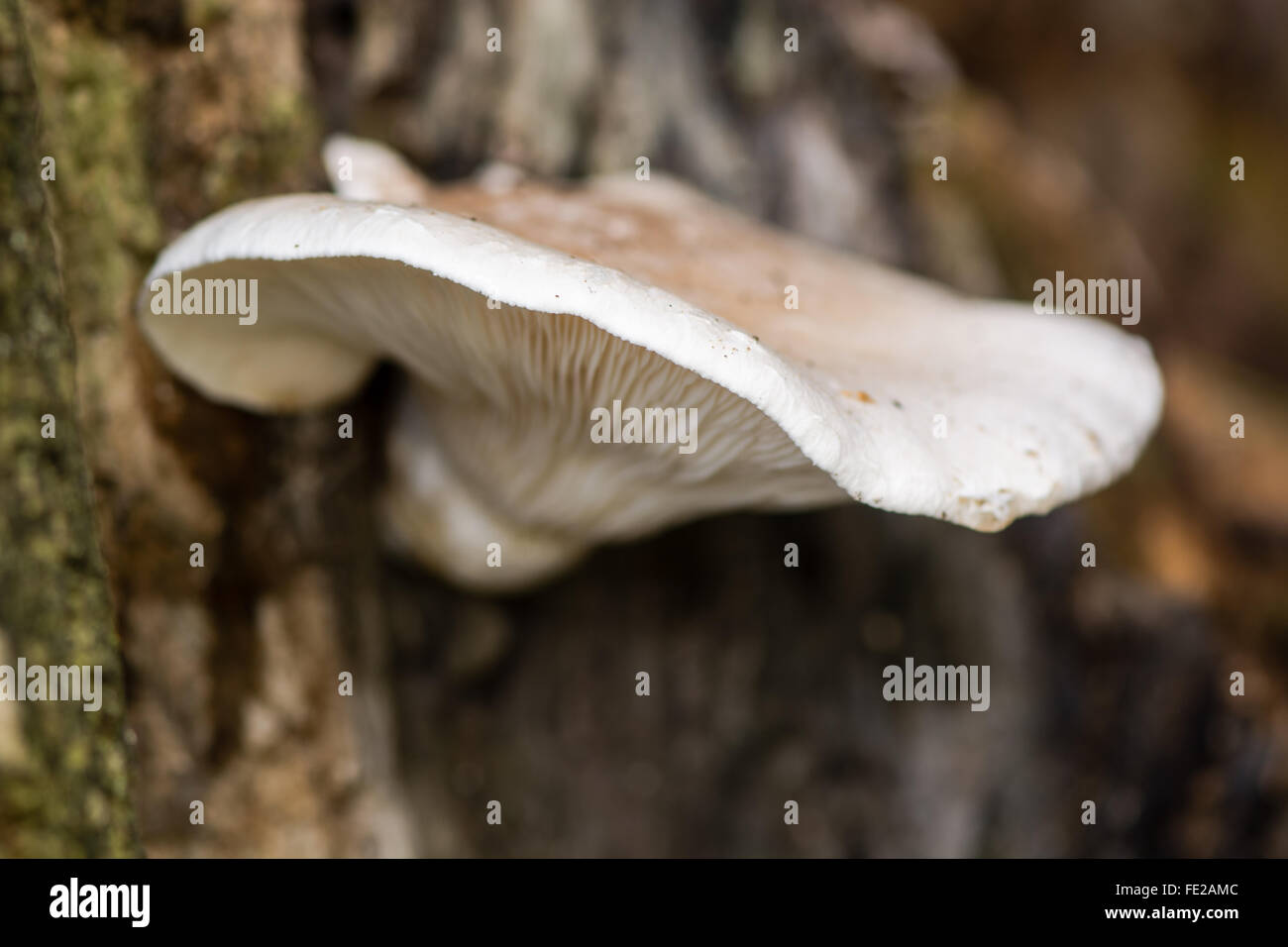 Oyster (fungo Pleurotus ostreatus) cresce sugli alberi. Un fungo commestibile che mostra le branchie in un bosco britannico Foto Stock