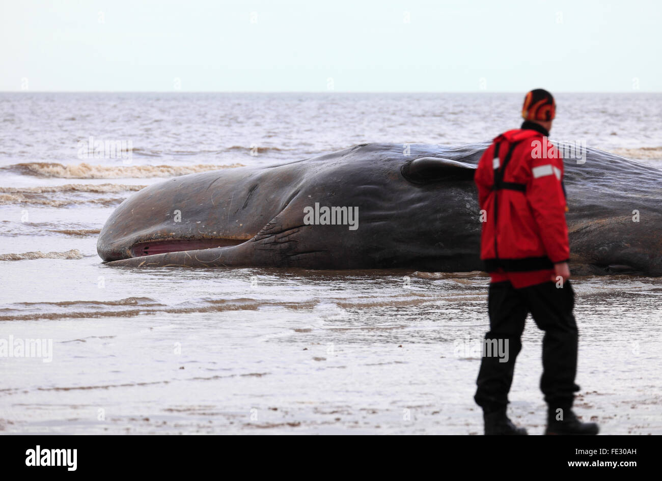 Old Hunstanton, Norfolk, Inghilterra, Regno Unito. 4 febbraio 2016. Una spiaggiata capodoglio combatte per la sua vita come la marea sale intorno ad esso. Credito: Stuart Aylmer/Alamy Live News Foto Stock