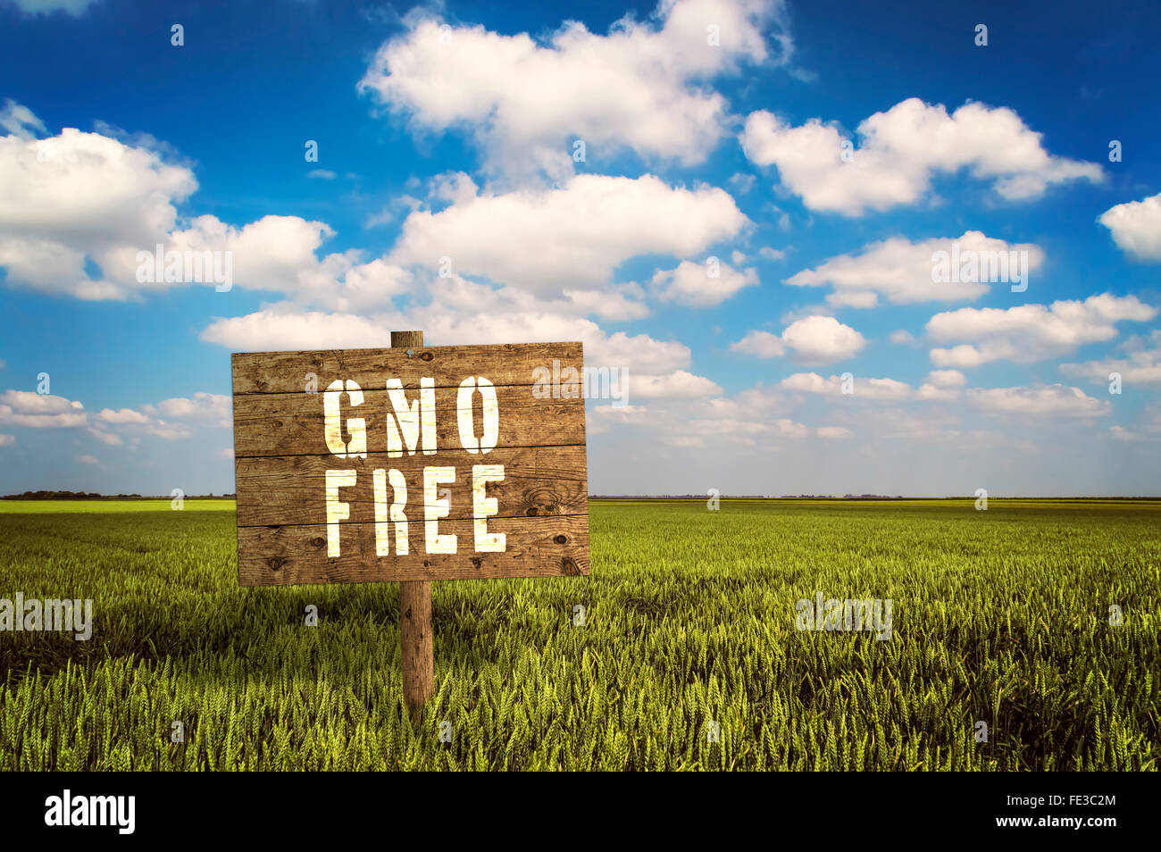 GMO segno sul campo della segale. Messa a fuoco selettiva. Foto Stock