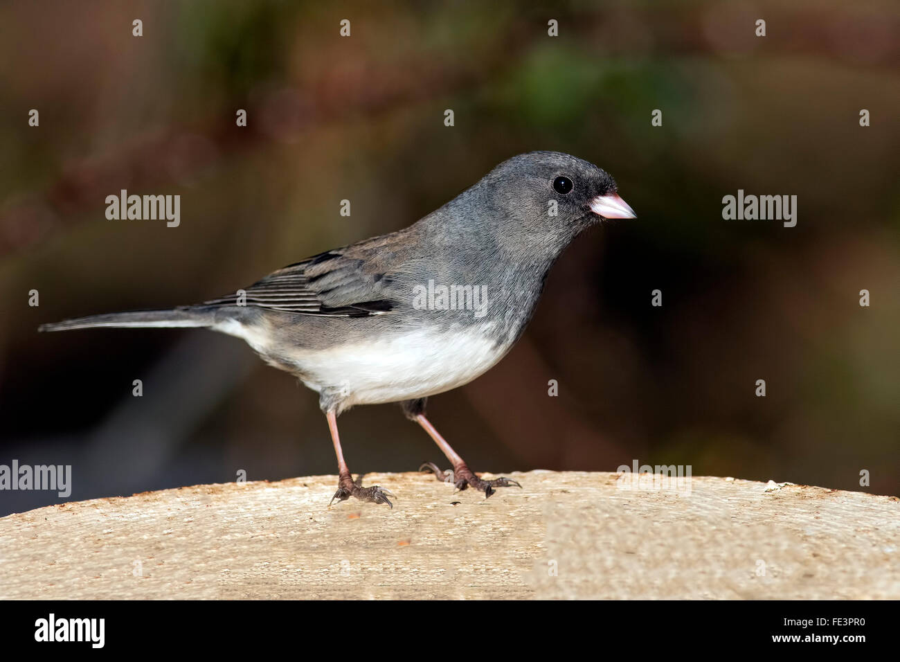 Maschio scuro-eyed Junco Foto Stock