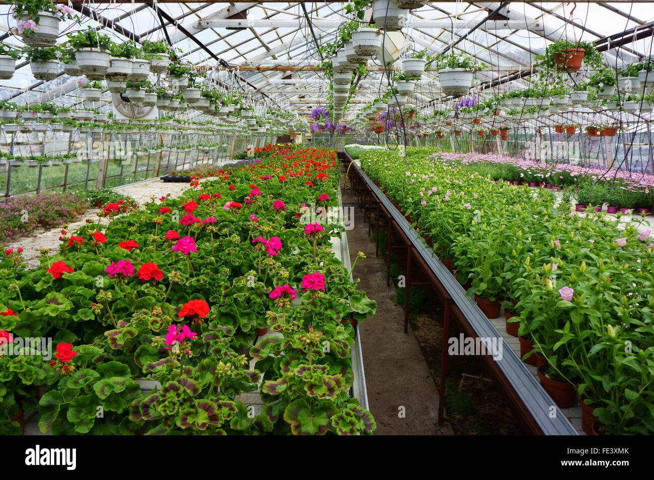 Fiori coltivati in geotermica in serra riscaldata, Hveragerdi, Islanda Foto Stock