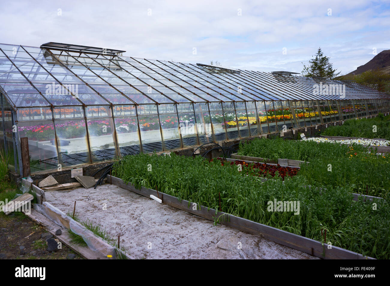 Geotermica in serre riscaldate con fiori, Hveragerdi, Islanda Foto Stock