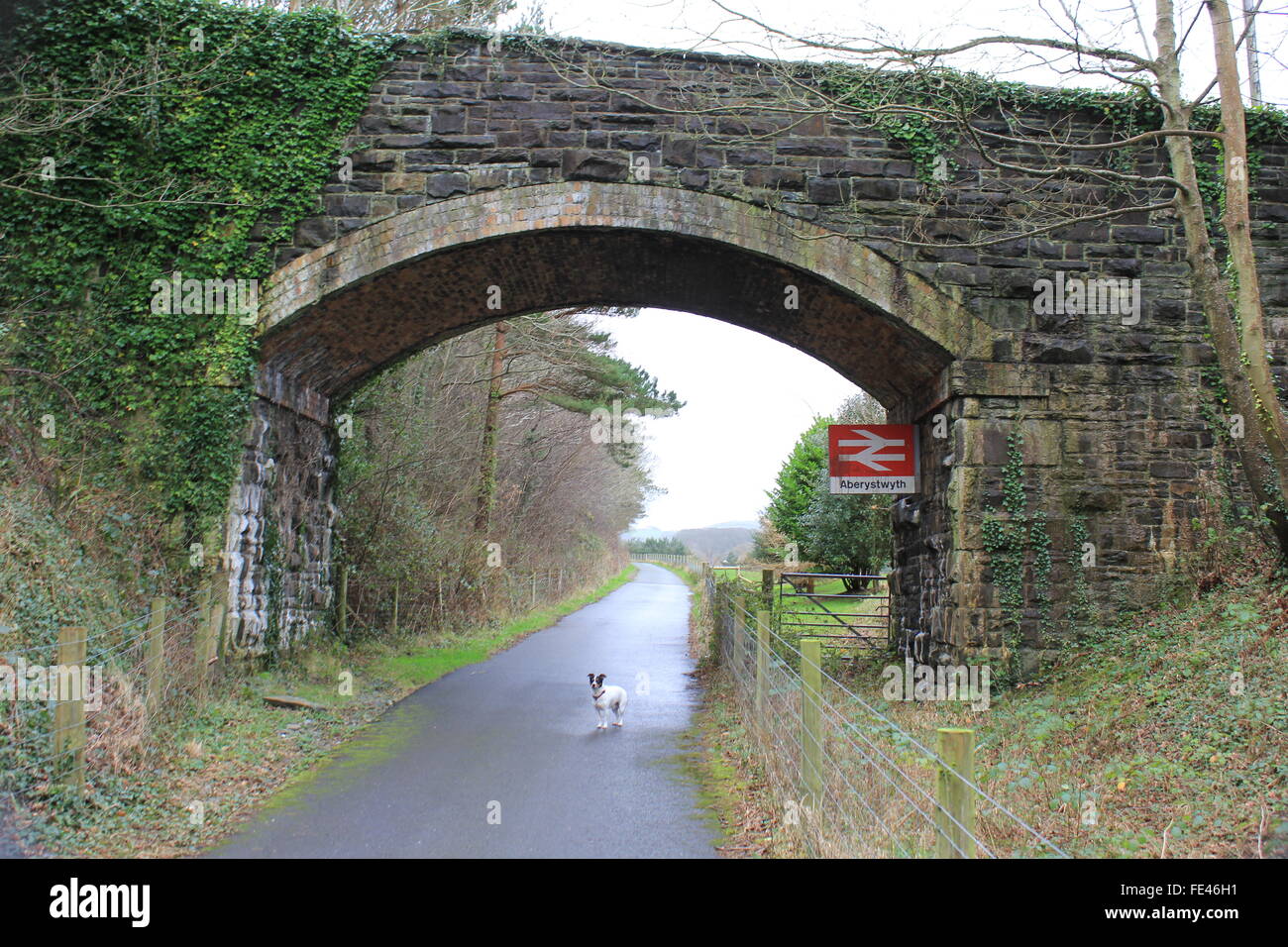 Il sentiero ystwyth, parte della vecchia Aberystwyth a Carmarthen linea ferroviaria ora utilizzato da escursionisti e ciclisti Foto Stock