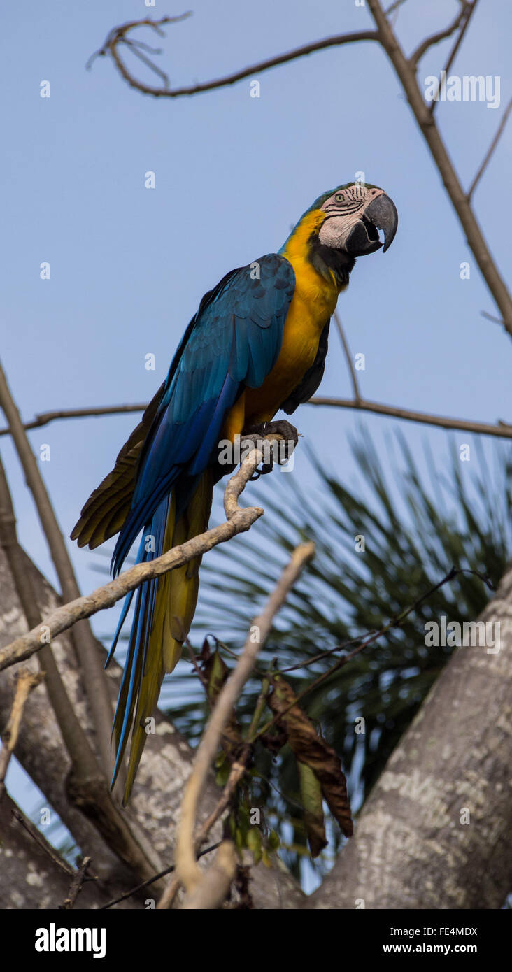 Blu e Oro macaw Foto Stock