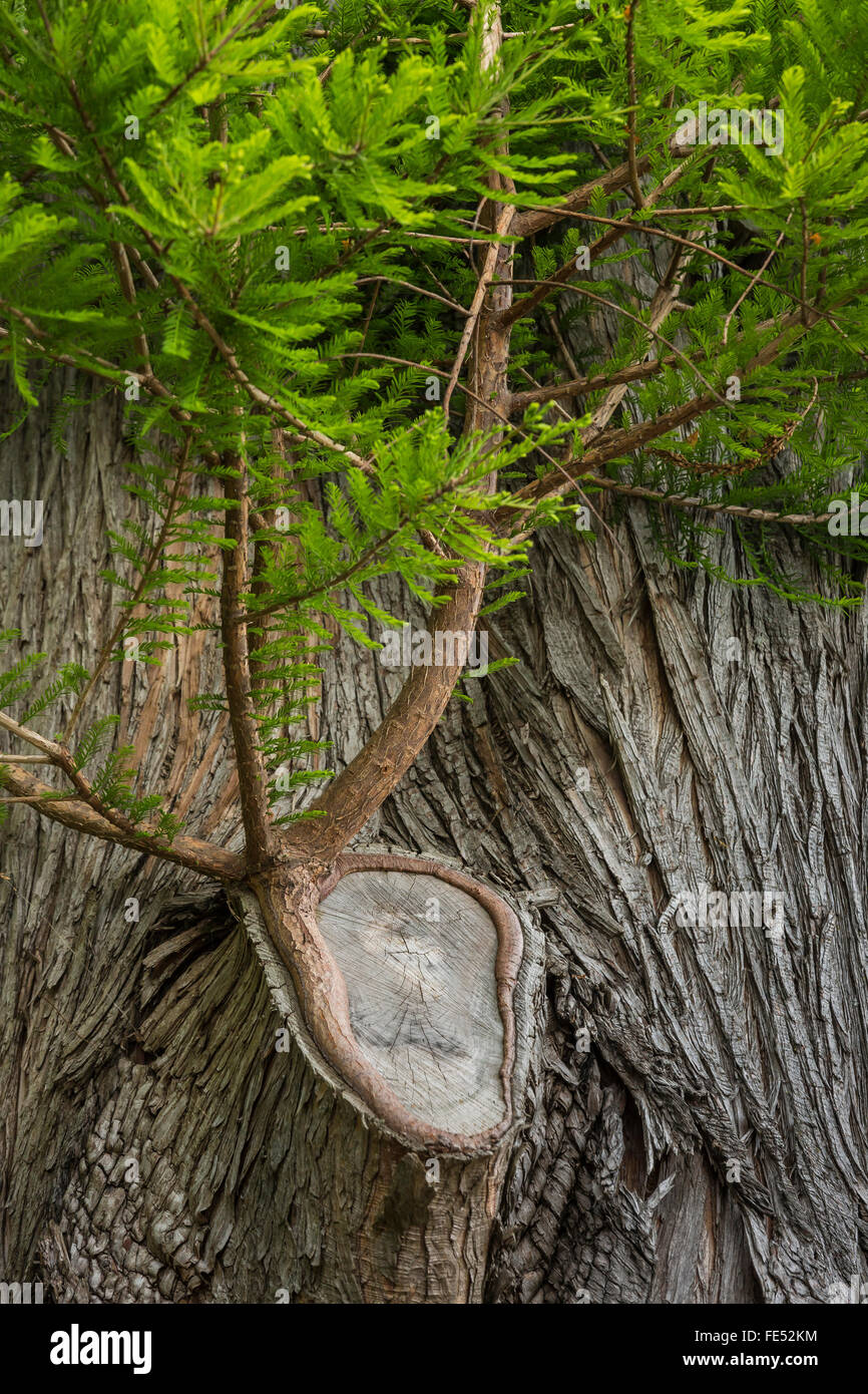 Baldcypress, Taxodium distichum, ramo crescente dove il ramo precedente è stato tagliato, nel verde parco sul lago, Seattle, nello Stato di Washington, USA Foto Stock