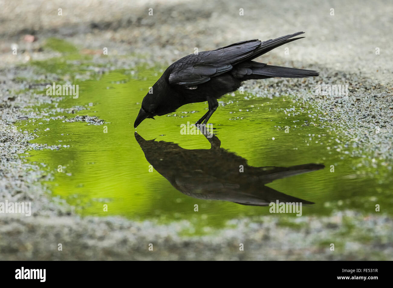 Northwestern Crow, Corvus caurinus, bevendo alla pozza molla riflettente foglie verde Lago Park, Seattle, Washington, Stati Uniti d'America Foto Stock