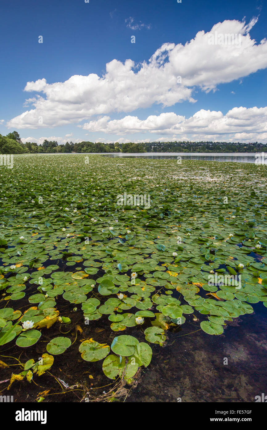 Lilypads nel verde parco sul lago, Seattle, nello Stato di Washington, USA Foto Stock