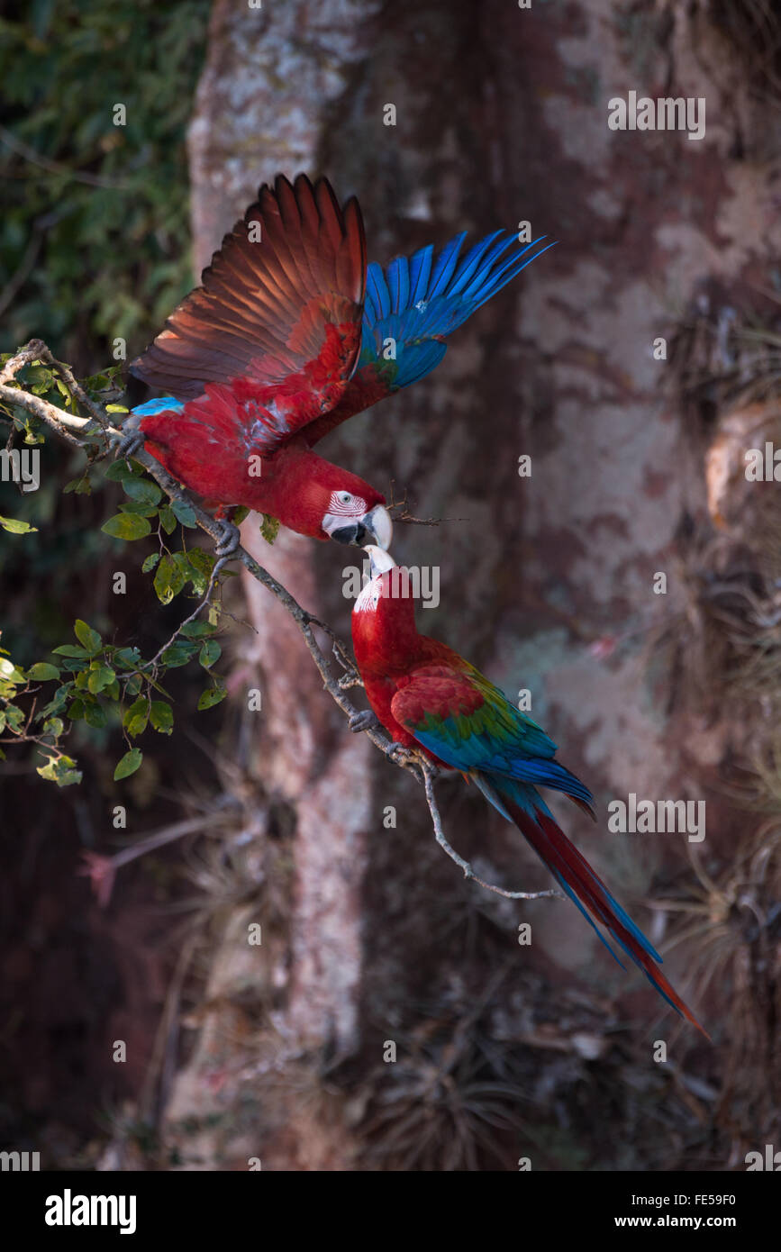 Una coppia di rosso-verde Macaws giocando con ciascun altro Foto Stock