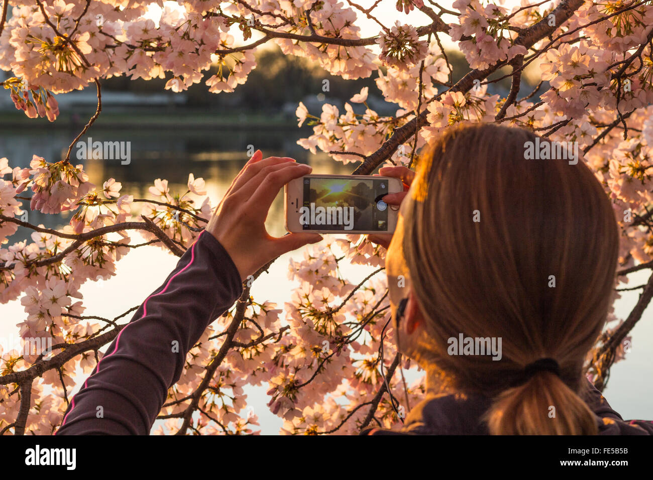 Un pareggiatore pause a prendere una foto di sunrise dei fiori di ciliegio che circonda il bacino di marea Foto Stock