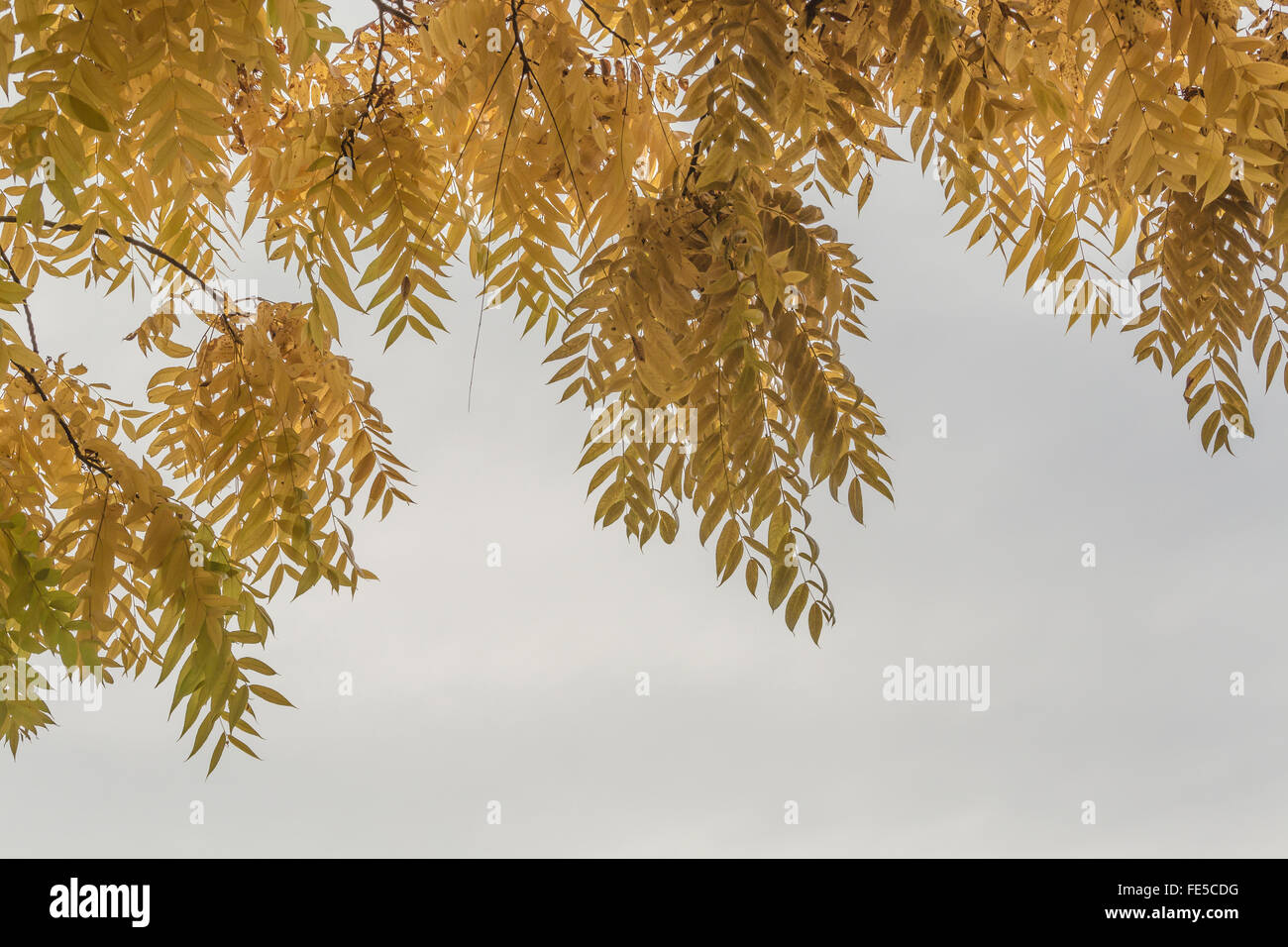 Foglie di autunno di mallo di Noce Nera, Juglans nigra, contro un cielo grigio in Green Lake Park, Seattle, nello Stato di Washington, USA Foto Stock