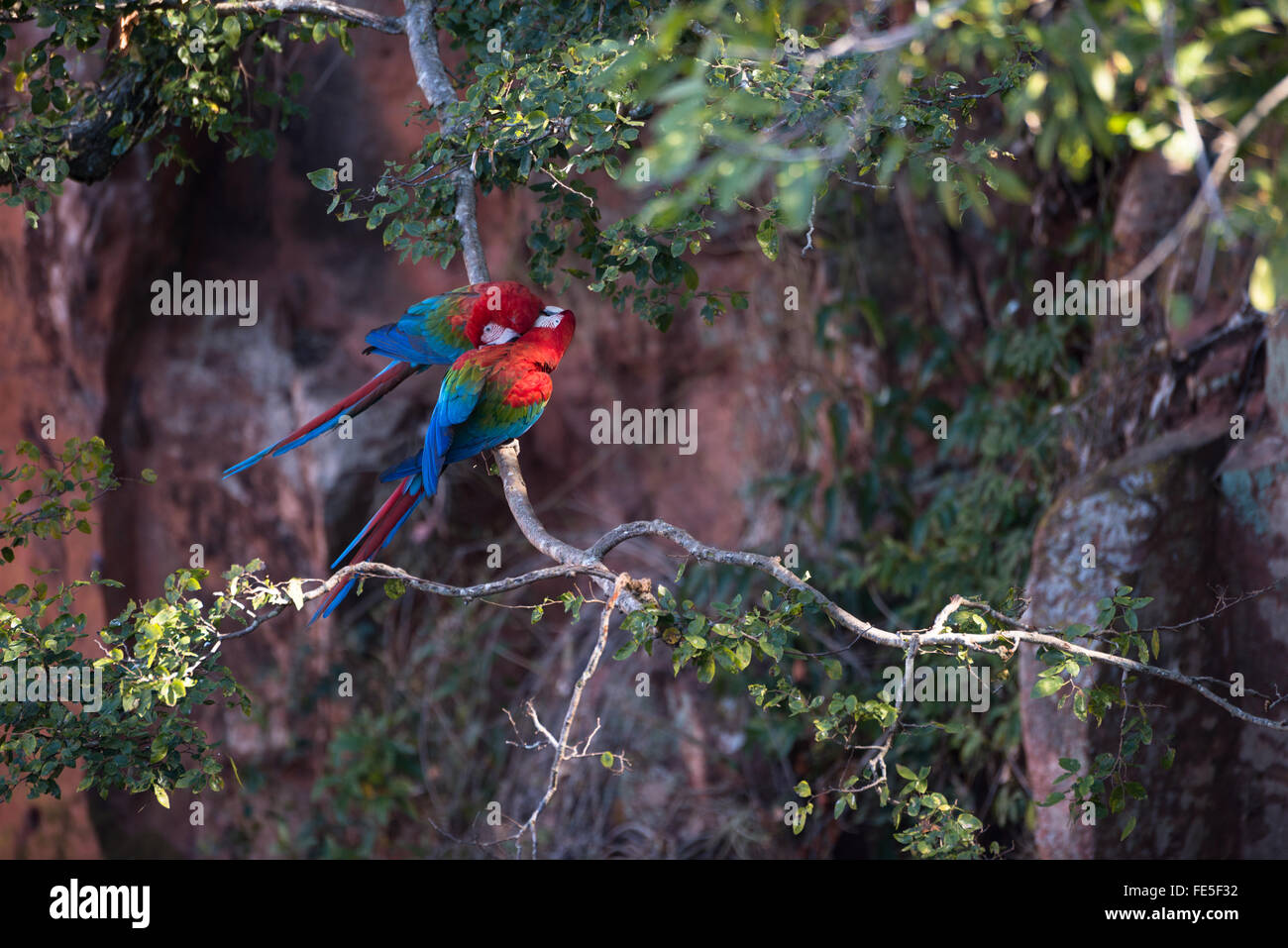 Una coppia di rosso-verde preening Macaws ogni altro Foto Stock