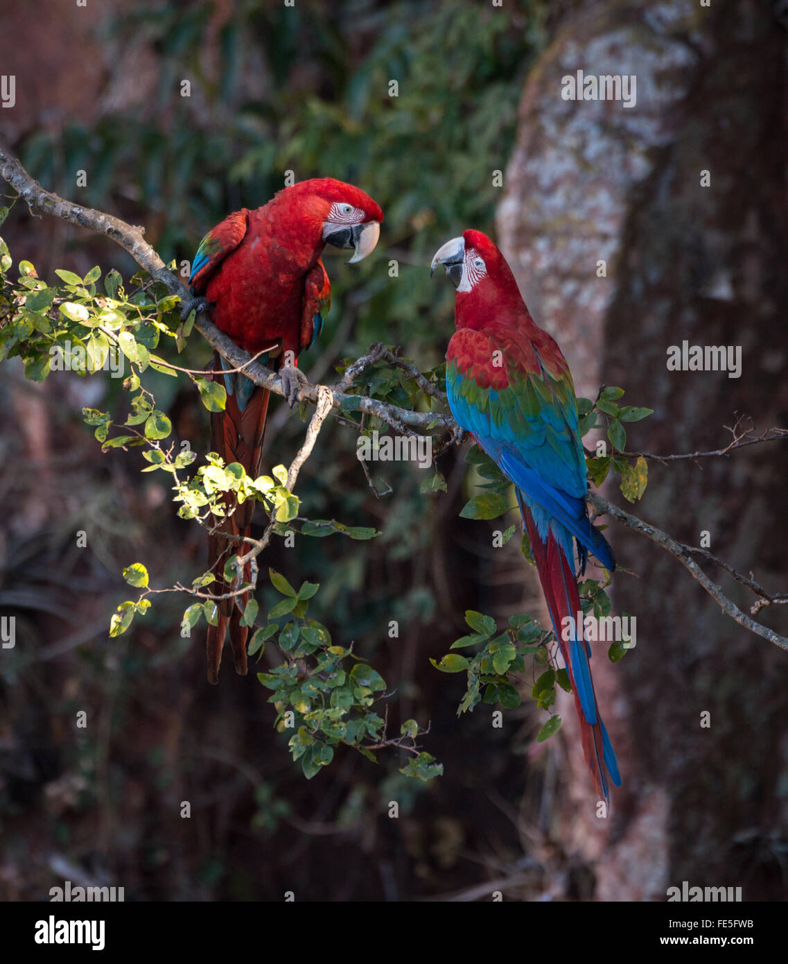 Una coppia di rosso-verde Macaws Foto Stock