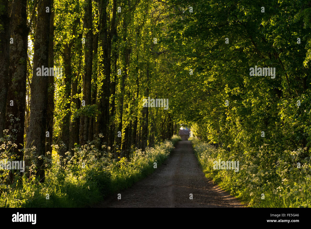 Una corsia di campagna alberata nell'Hampshire, nel Regno Unito, a maggio o in primavera Foto Stock