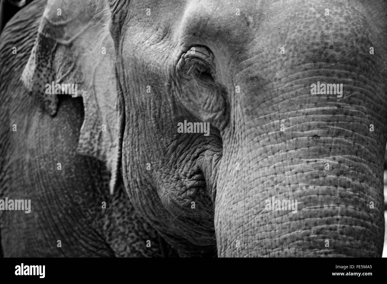 Elefante in un nord del Laos vicino al confine cinese. Foto Stock