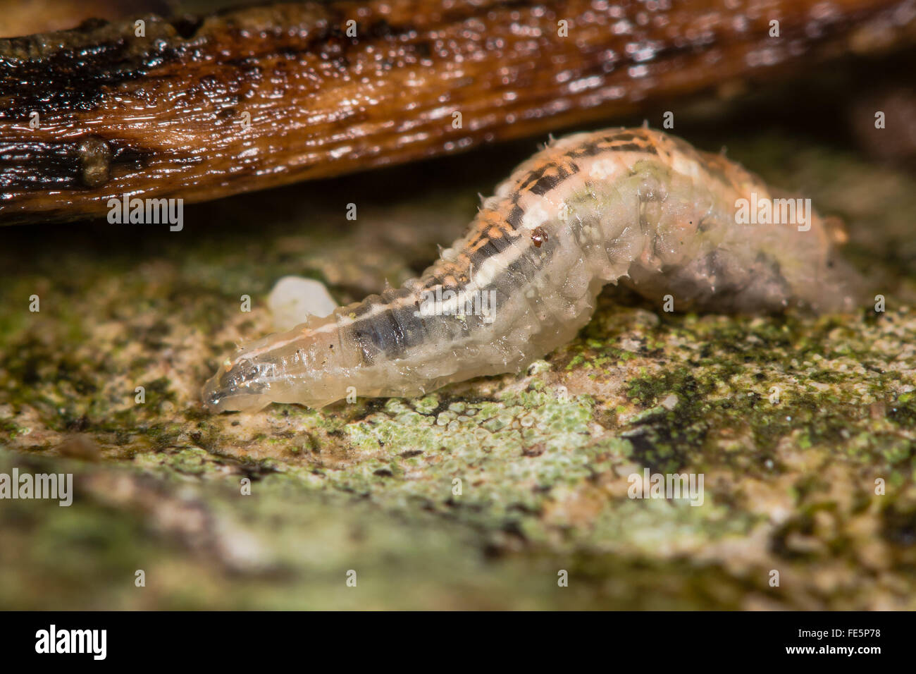 Syrphus ribesii hoverfly larva. Una larva nella famiglia Syrphidae, strette con estremità di testa nel fuoco Foto Stock