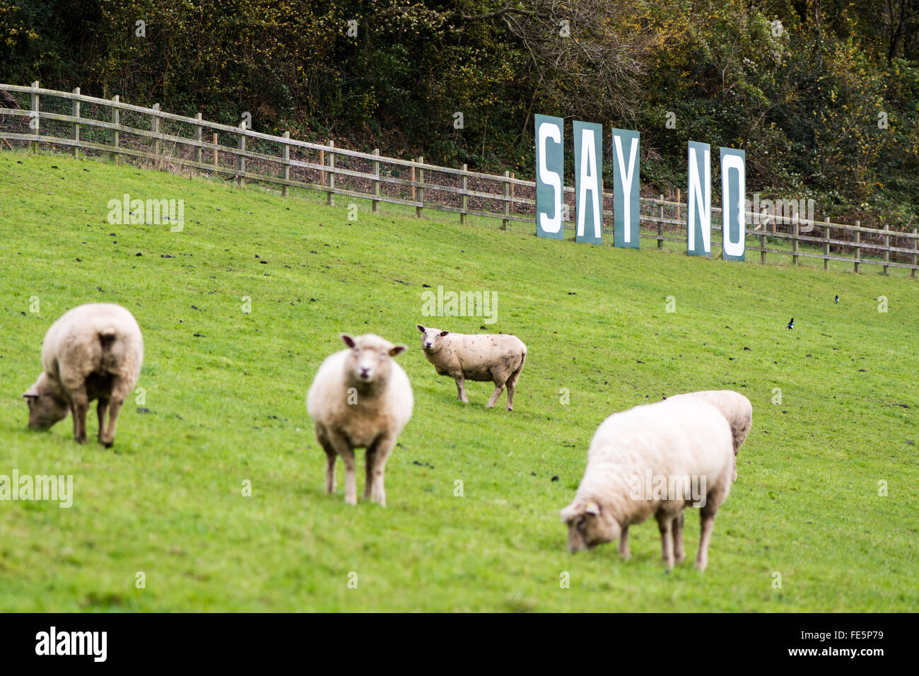 BATH, Regno Unito - 11 novembre 2015 dire nessun segno con le pecore. Un segno che protestavano piani per la costruzione di un parco e ride impianto sulla terra verde Foto Stock